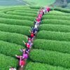 nhung-cao-nguyen-dep-o-viet-nam-nen-dat-chan-den-it-nhat-mot-lan-1