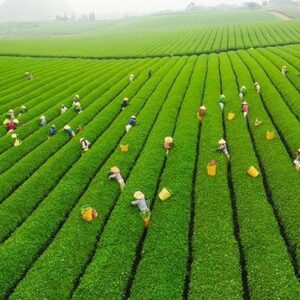 Tour Du Lịch Sapa - Lai Châu - Điện Biên - Mộc Châu -Mai Châu 5D4N