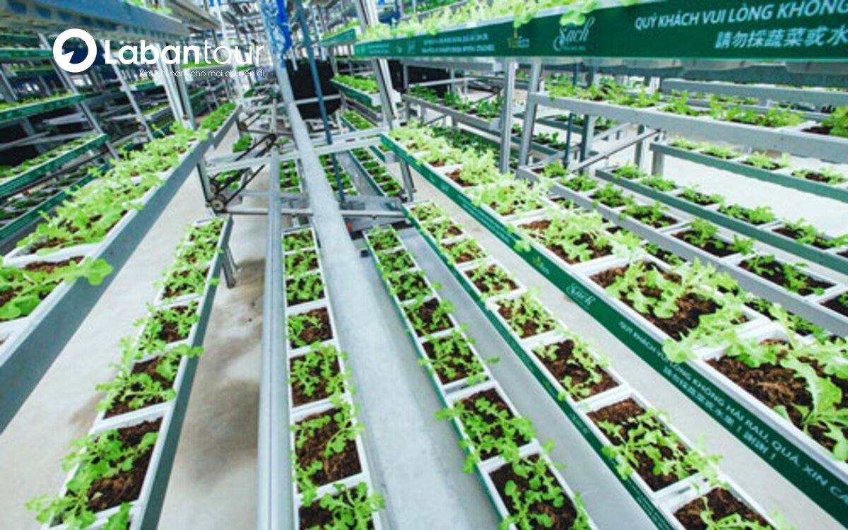 Vườn rau VINECO tại VinWonders Nam Hội An