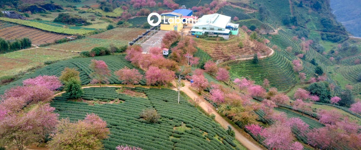 Đến Sapa, phải check-in thung lũng hoa đang rộ nở và các bản làng Lao Chải - Tả Van yên bình