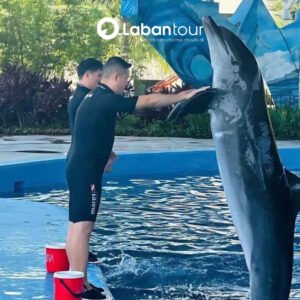 vé show cá heo Cổ Cò