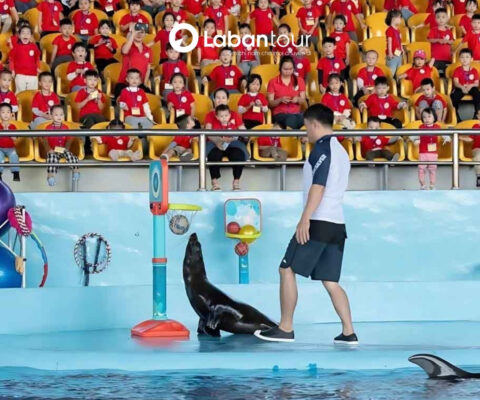 show cá heo Cổ Cò