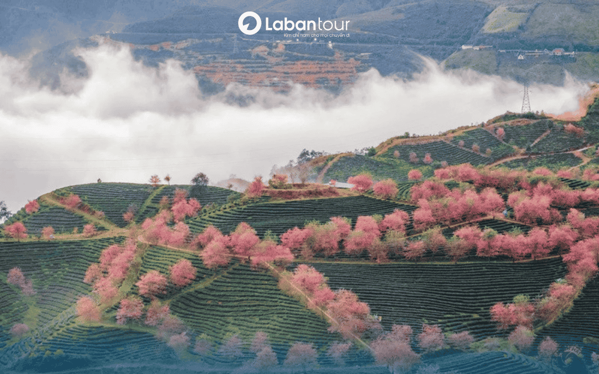 Sapa mùa nào đẹp nhất? Hoa đào Sapa