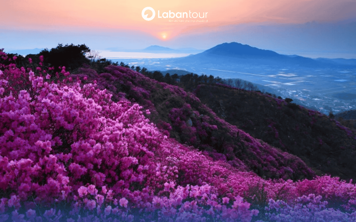 Sapa mùa nào đẹp nhất? Hoa Đỗ Quyên Sapa