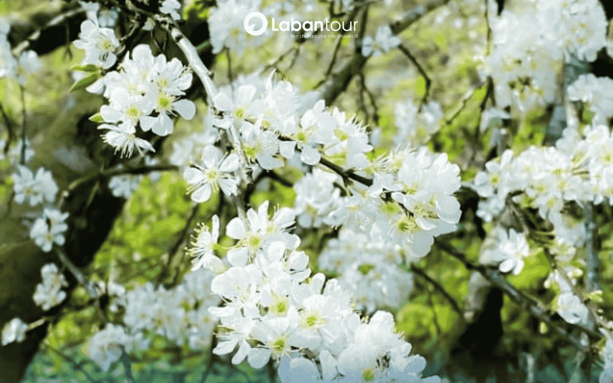 Sapa mùa nào đẹp nhất? Mùa hoa mận