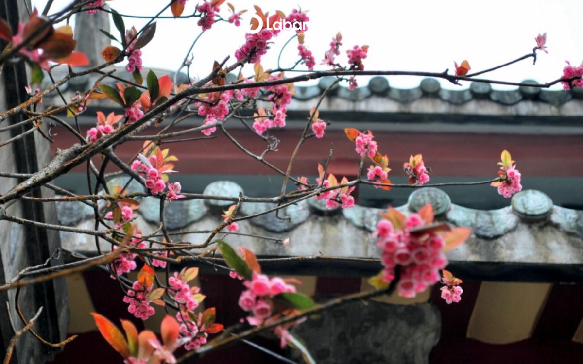 du lịch Đà Nẵng tháng 3