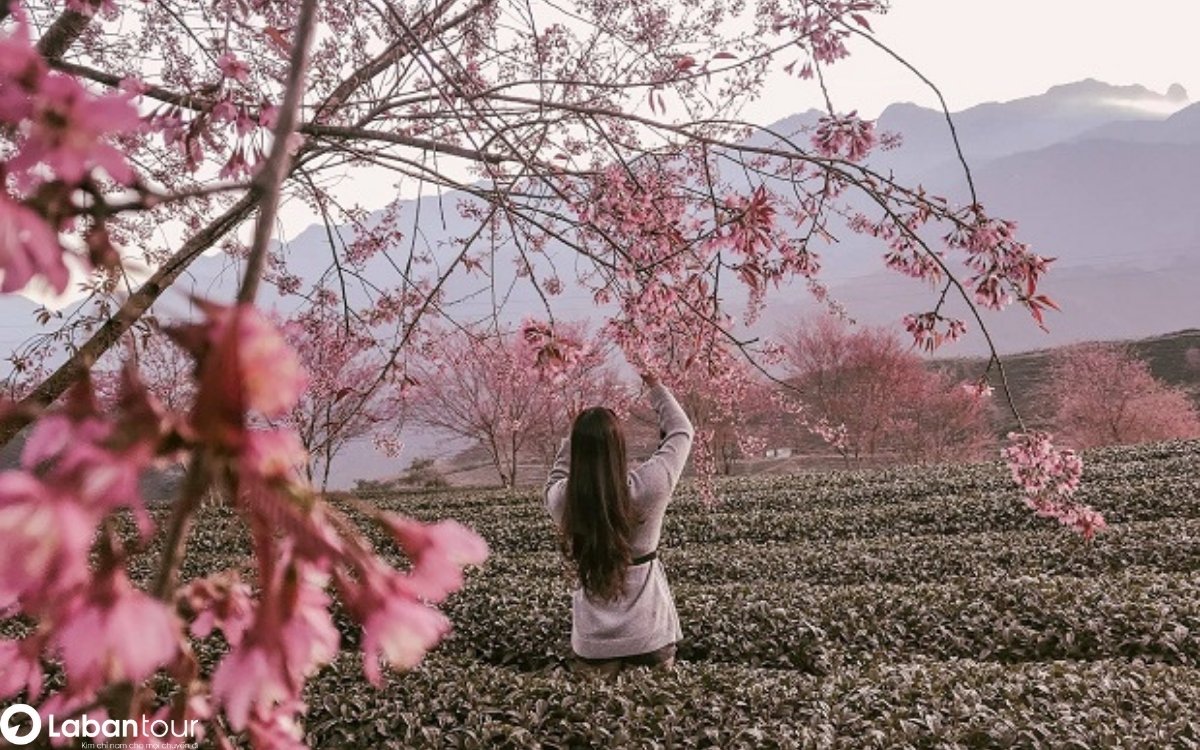 Sapa tháng 1 có gì đẹp