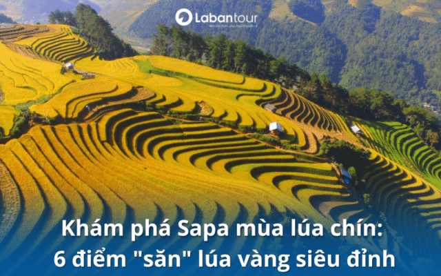 sapa mùa lúa chín