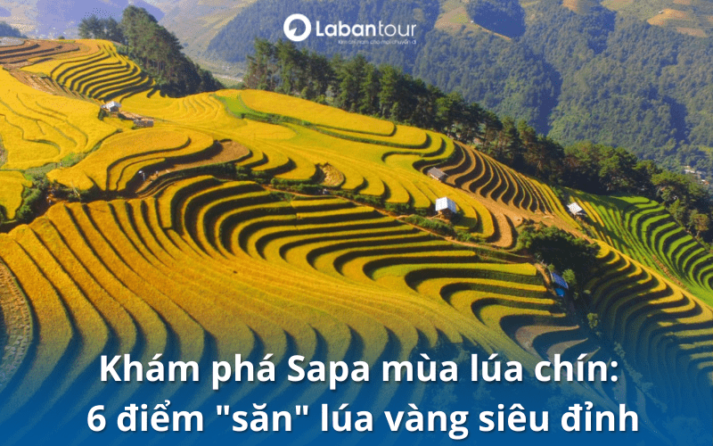 sapa mùa lúa chín
