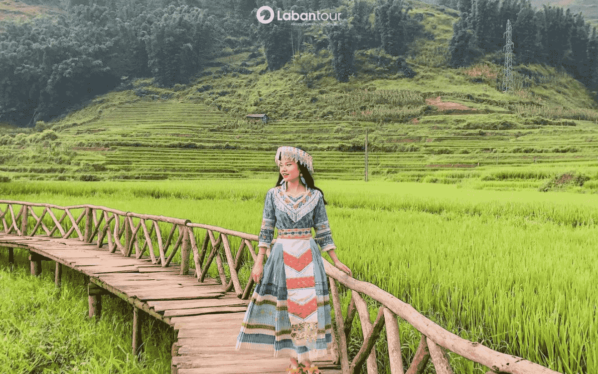 sapa mùa lúa chín