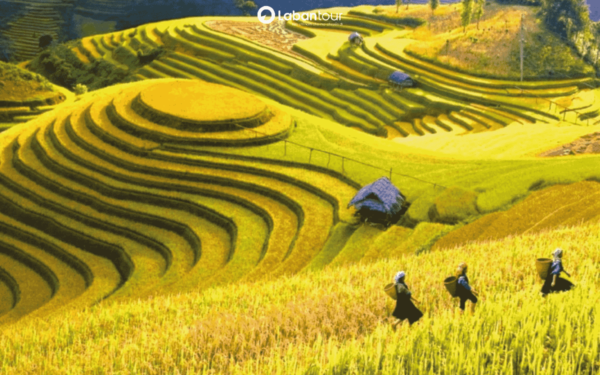 sapa mùa lúa chín