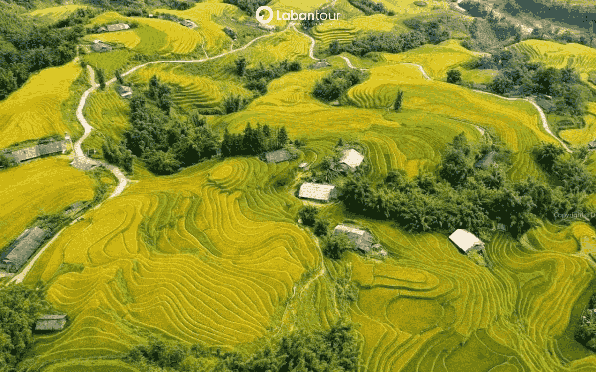 sapa mùa lúa chín