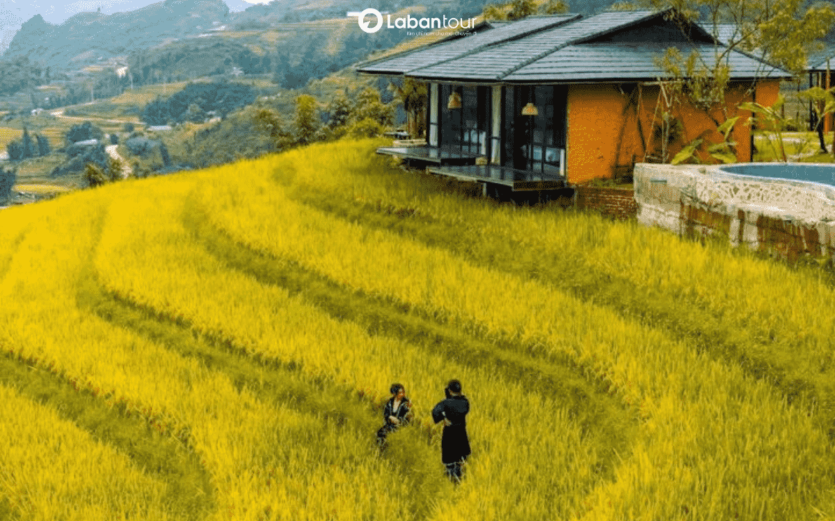 sapa mùa lúa chín