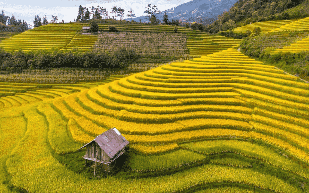 mùa lúa chín ở sapa