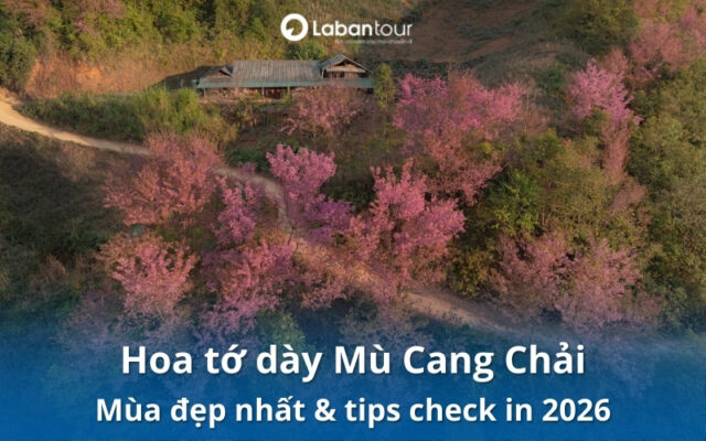 hoa tớ dày Mù Cang Chải