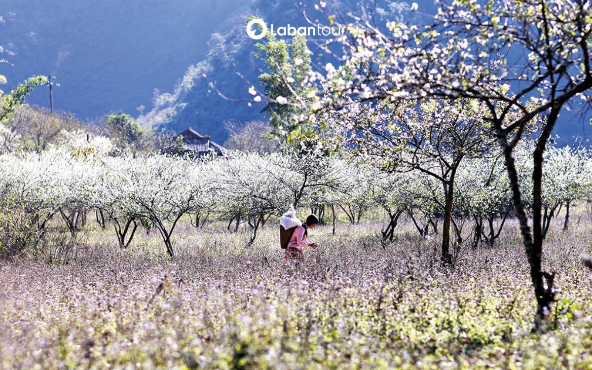 những nơi có phong cảnh đẹp ở việt nam