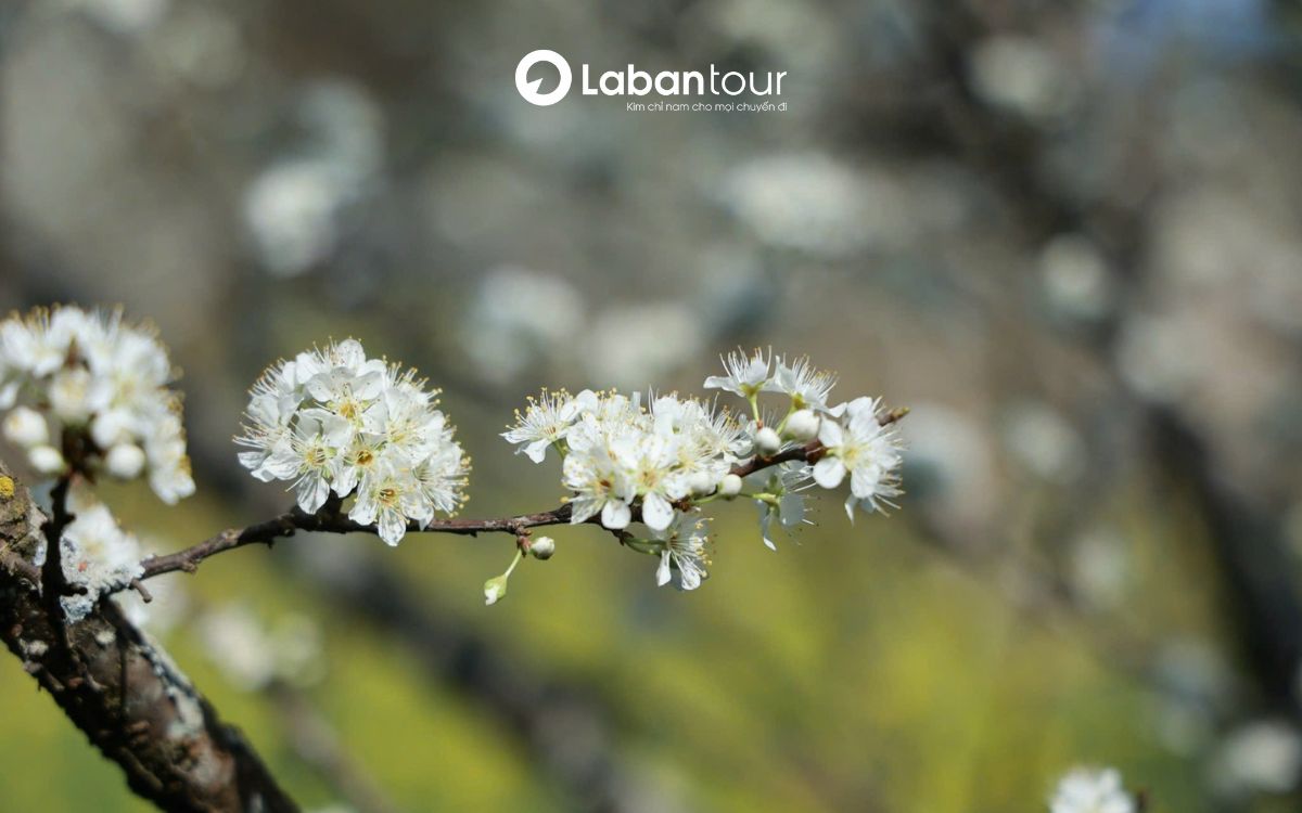 du lịch sapa tháng 3