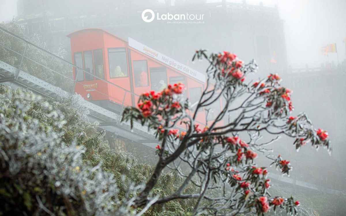 tàu lên đỉnh fansipan