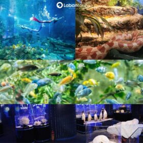 Vé VinKE & Vinpearl Aquarium Times City