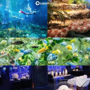 vinke & thủy cung times city