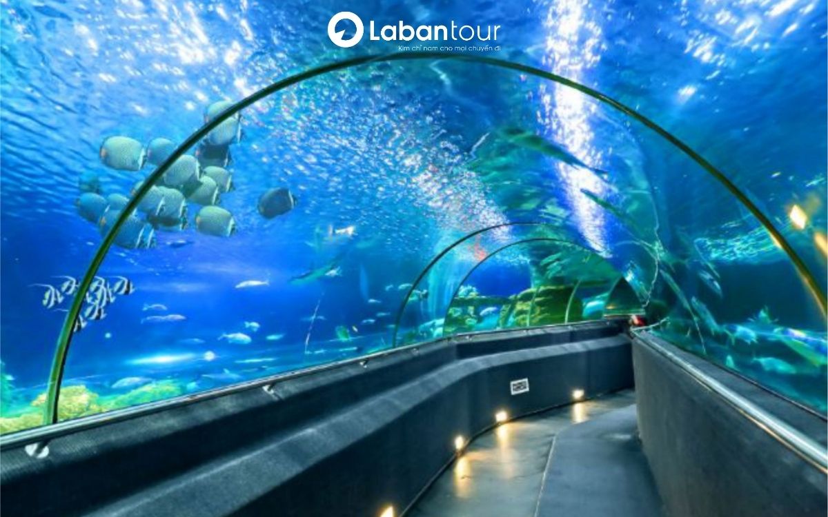 Mua vé VinKE & Thủy cung Times City sớm với chi phí ưu đãi, trải nghiệm thú vị