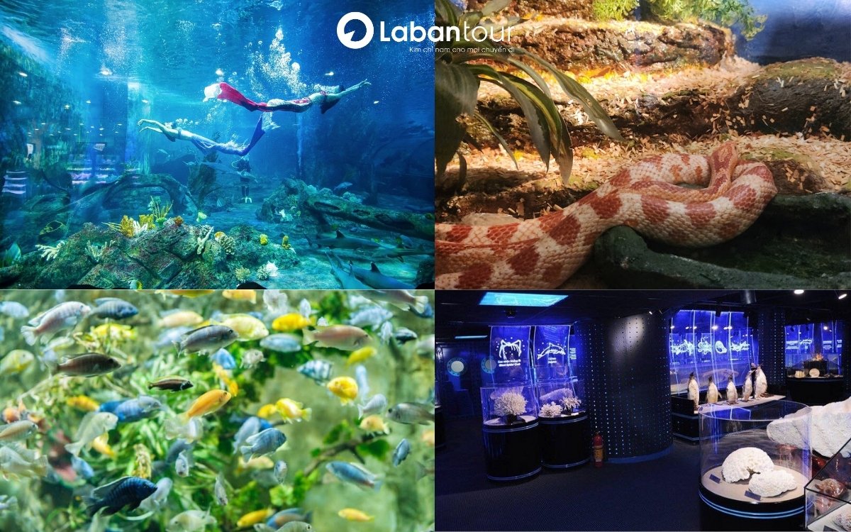 Những trải nghiệm không thể bỏ lỡ tại Thủy cung Times City