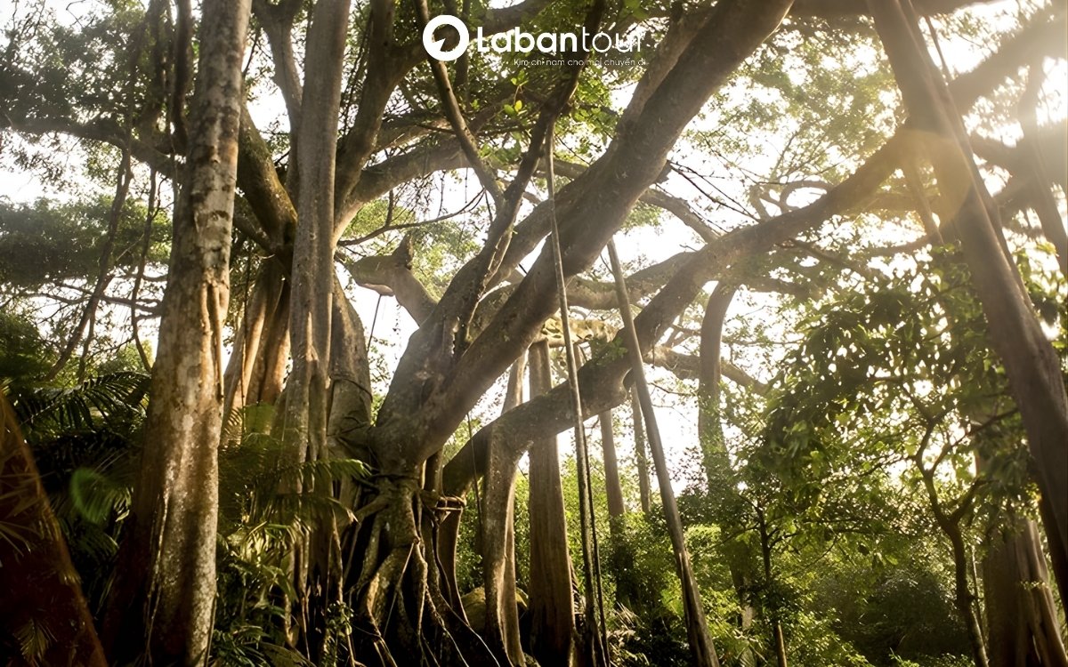 bán đảo Sơn Trà địa chỉ