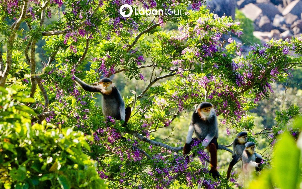 Bán Đảo Sơn Trà