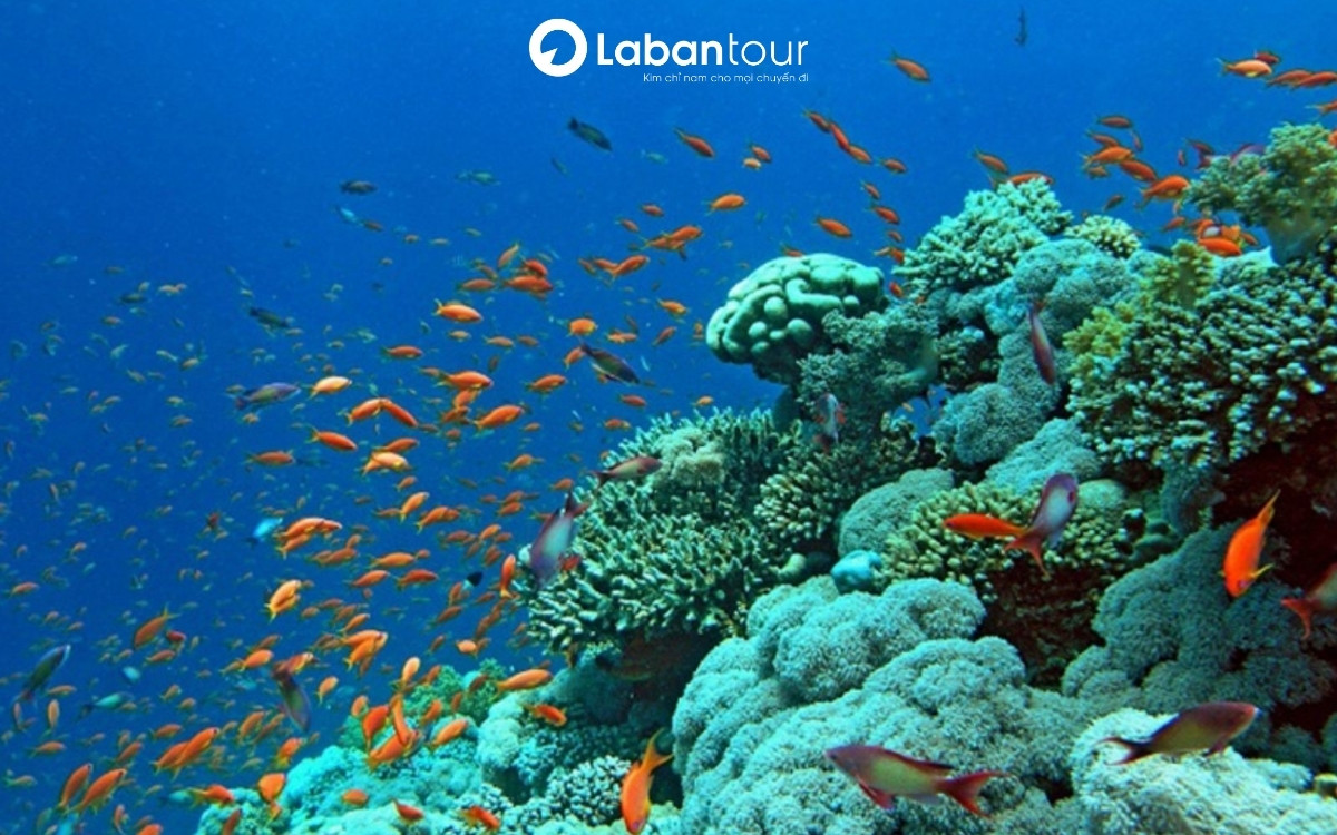 Bán Đảo Sơn Trà