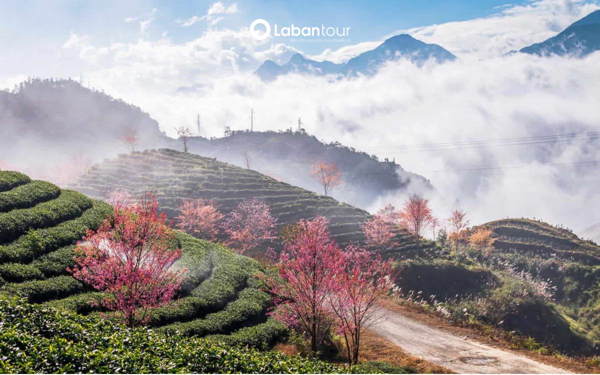 du lịch sapa tháng 4