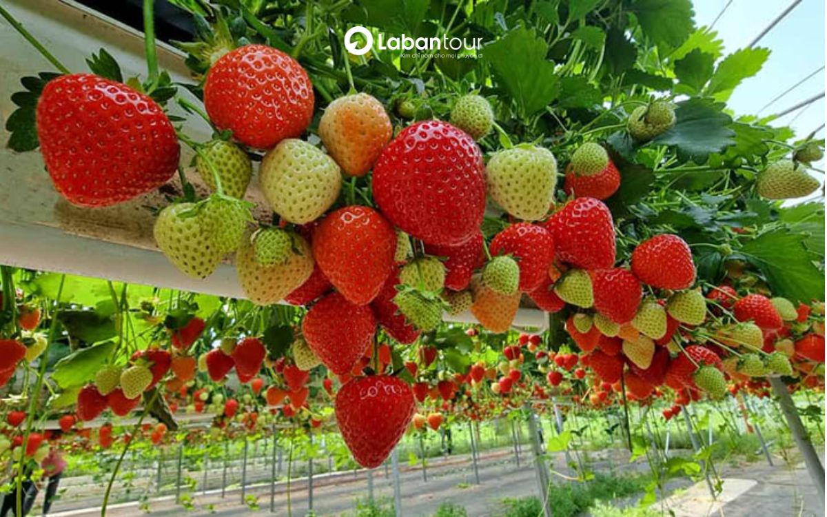 du lịch sapa tháng 4