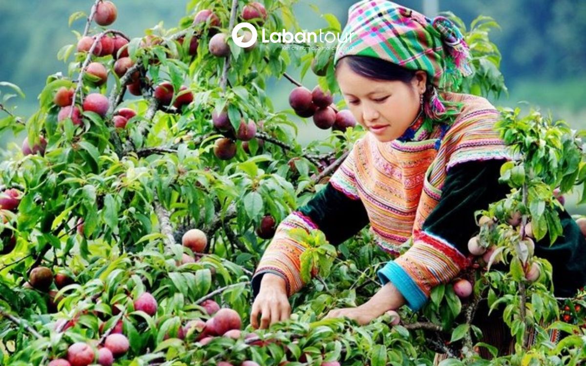 du lịch sapa tháng 6