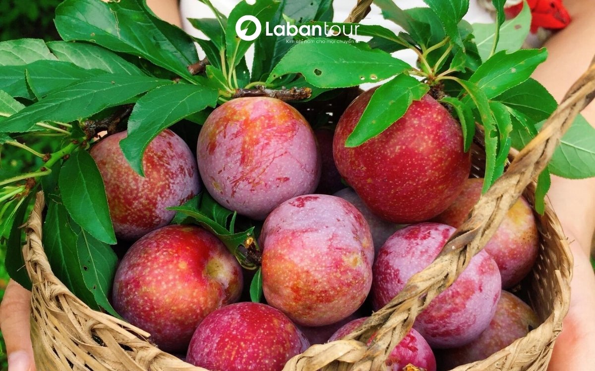 du lịch sapa tháng 5