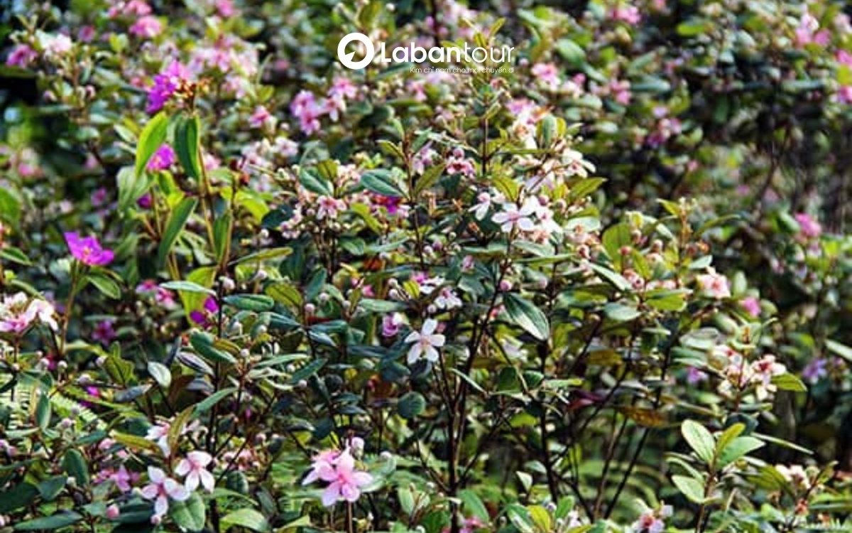 Vườn Quốc gia Phú Quốc