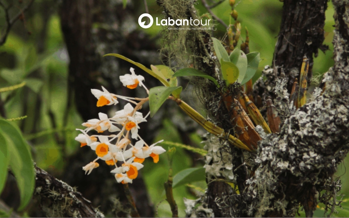 Vườn Quốc gia Phú Quốc