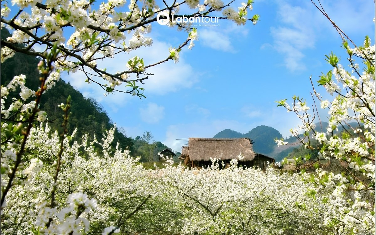 du lịch lào cai