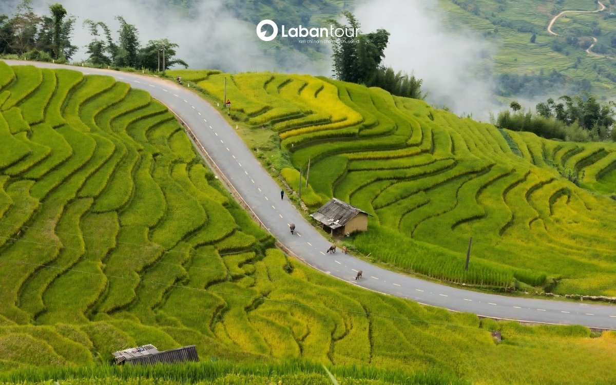 du lịch lào cai