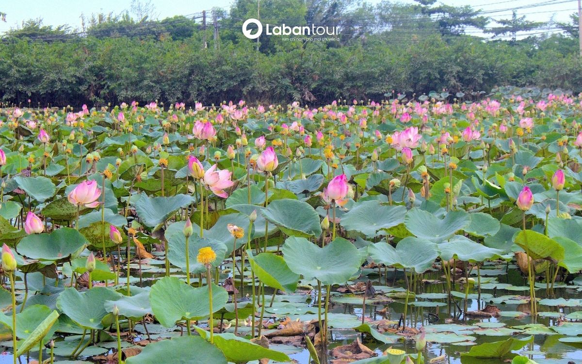 du lịch huế tháng 7