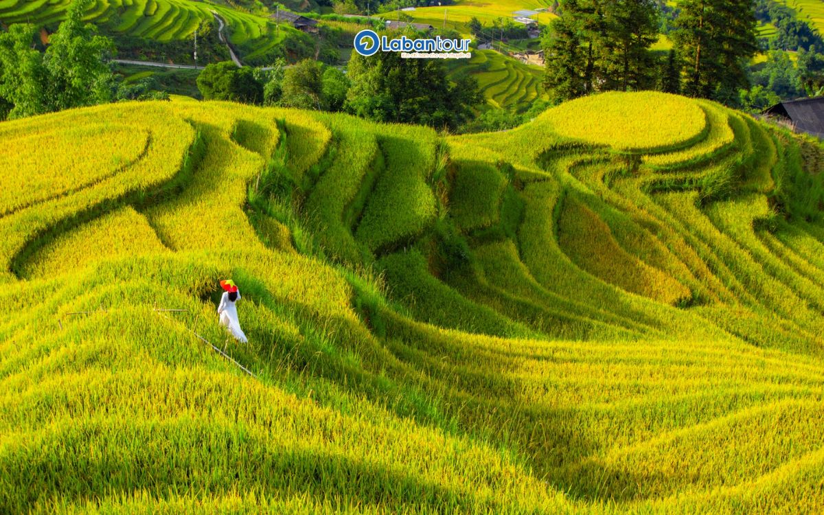 du lịch sapa tháng 8
