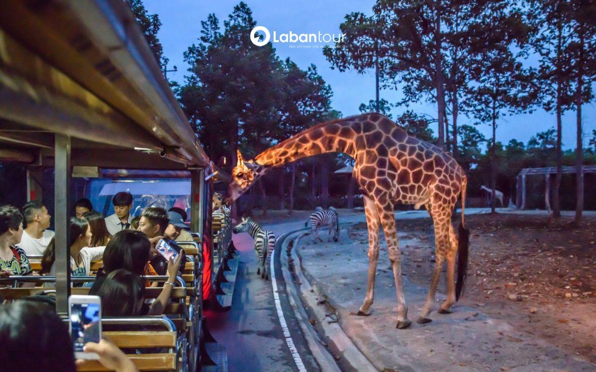 Hành trình khám phá Night Safari bằng xe chuyên dụng Night Safari Phú Quốc