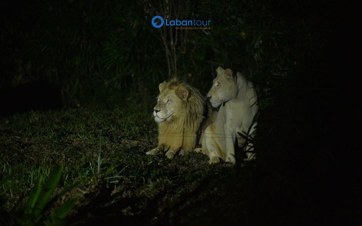 Tìm hiểu tập tính của mỗi loài động vật vào ban đêm Night Safari Phú Quốc