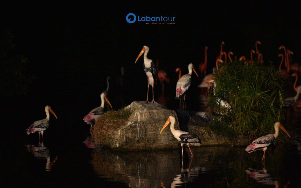 Quan sát và tìm hiểu cách động vật thích nghi với môi trường ban đêm vé Night Safari Phú Quốc