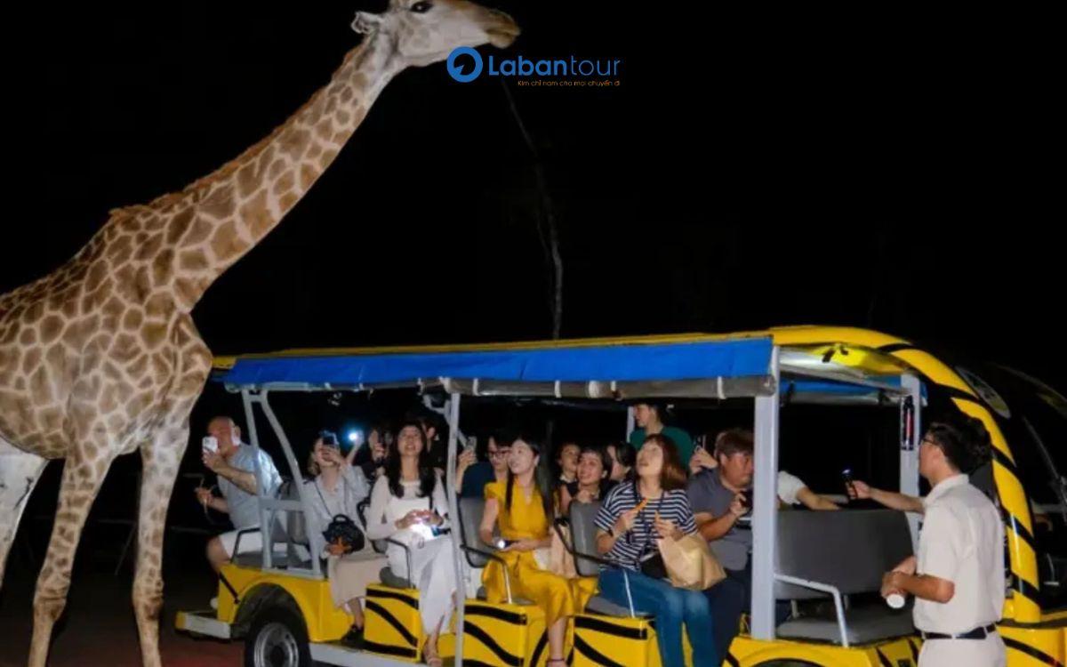 Trải nghiệm Night Safari khám phá thế giới động vật vào ban đêm Night Safari Phú Quốc