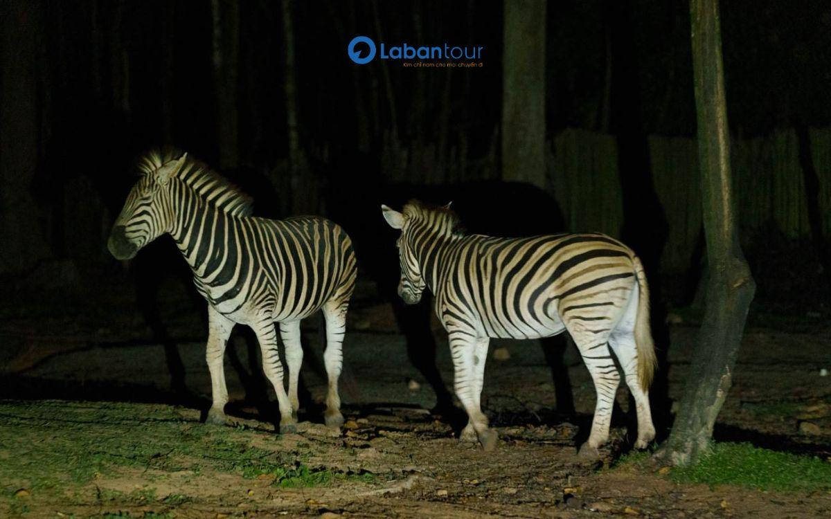 Lịch trình khám phá Bắc Đảo kết hợp Night Safari Phú Quốc giá vé Night Safari Phú Quốc